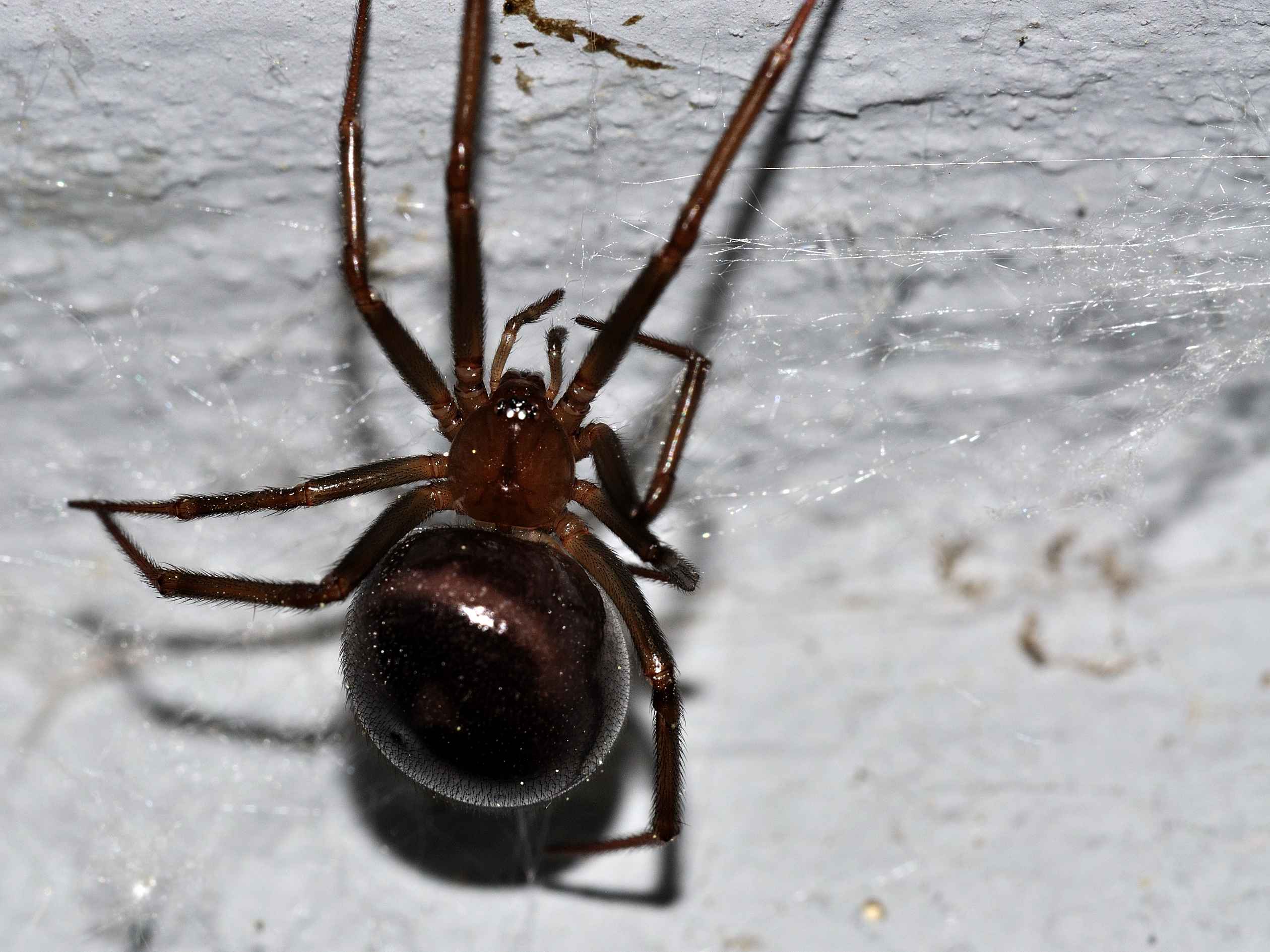 Steatoda grossa